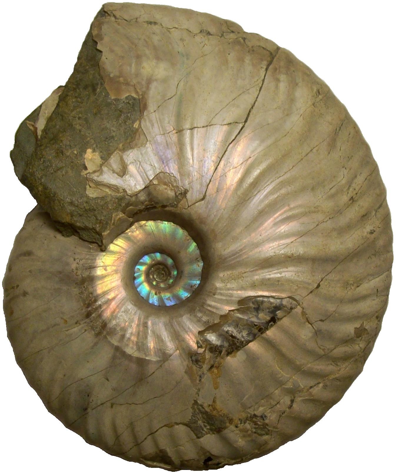 A documented fossil specimen